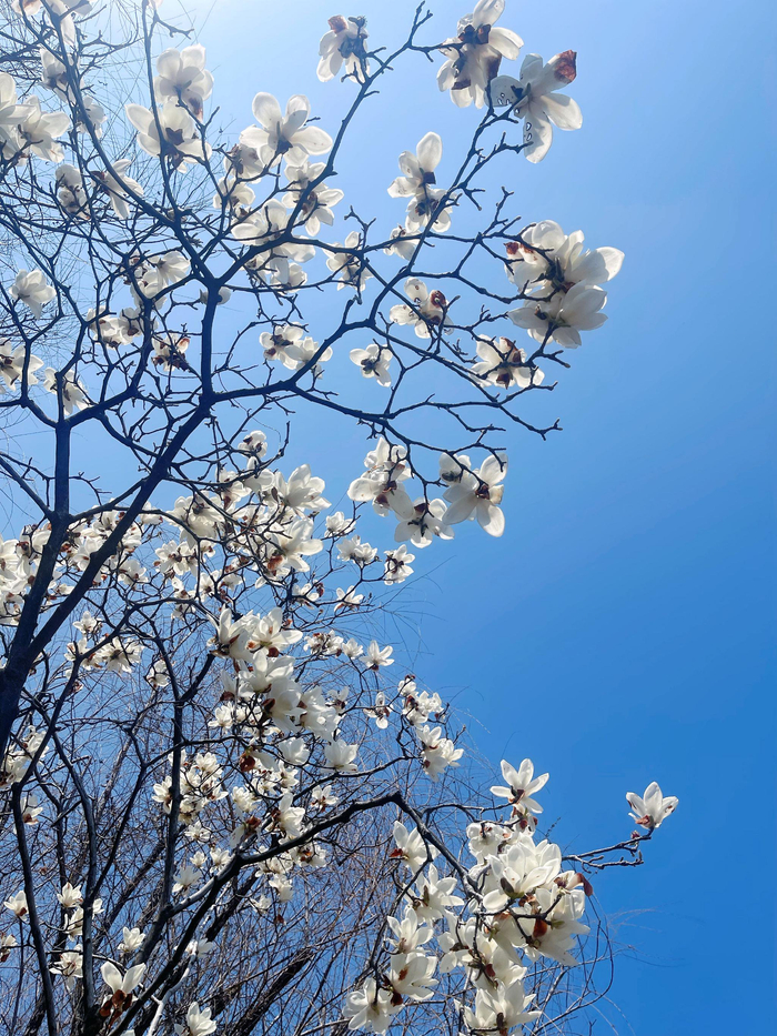 开云下载-宁波现树上羽毛球奇观引网友晒图|浙江队|浙江省|宁波市|宁波同城|浙江_新浪体育_新浪新闻